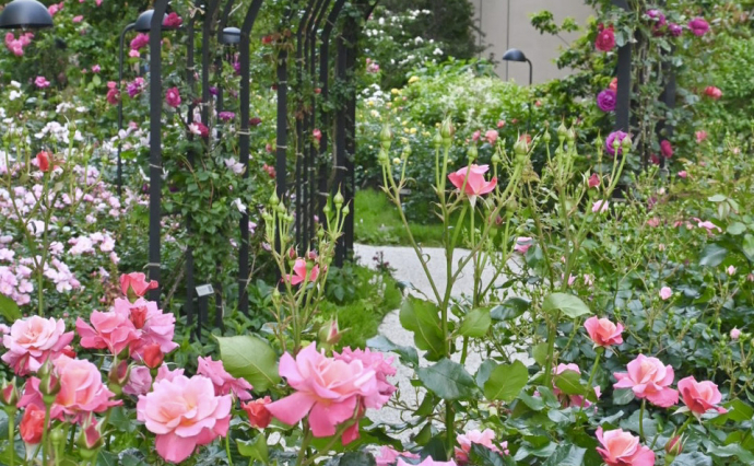 赤坂プリンス クラシックハウスの庭に咲く約90品種・600株のバラ